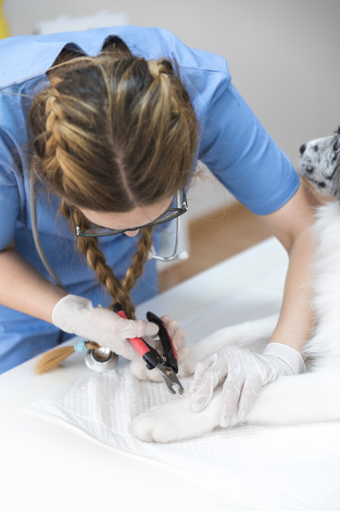 Puntura di insetto nel cane: quando preoccuparsi