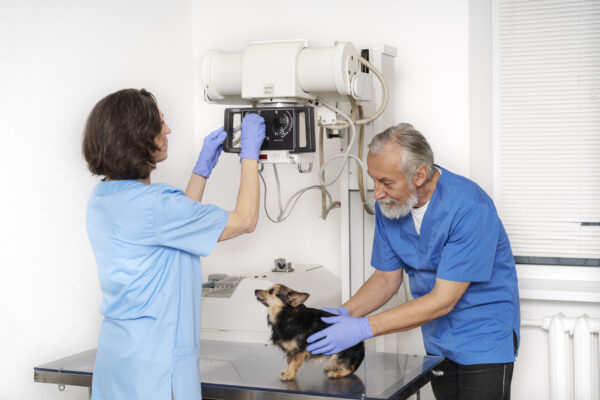 Displasia dell’anca nel cane: prevenzione e trattamento