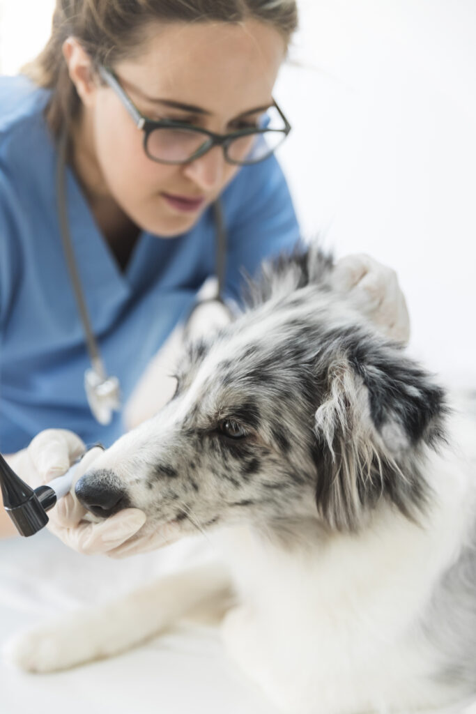 Come gestire l’ansia da separazione nel cane