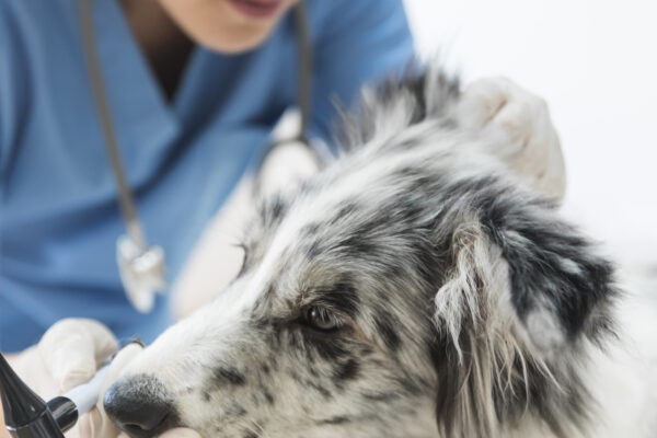 Vaccinazioni del gatto: il calendario completo