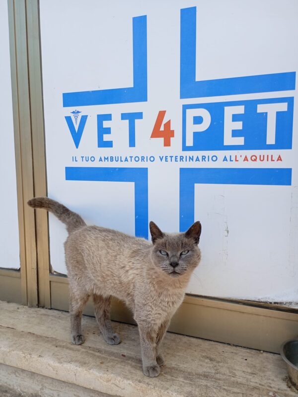 Vet4Pet - Veterinario L'Aquila